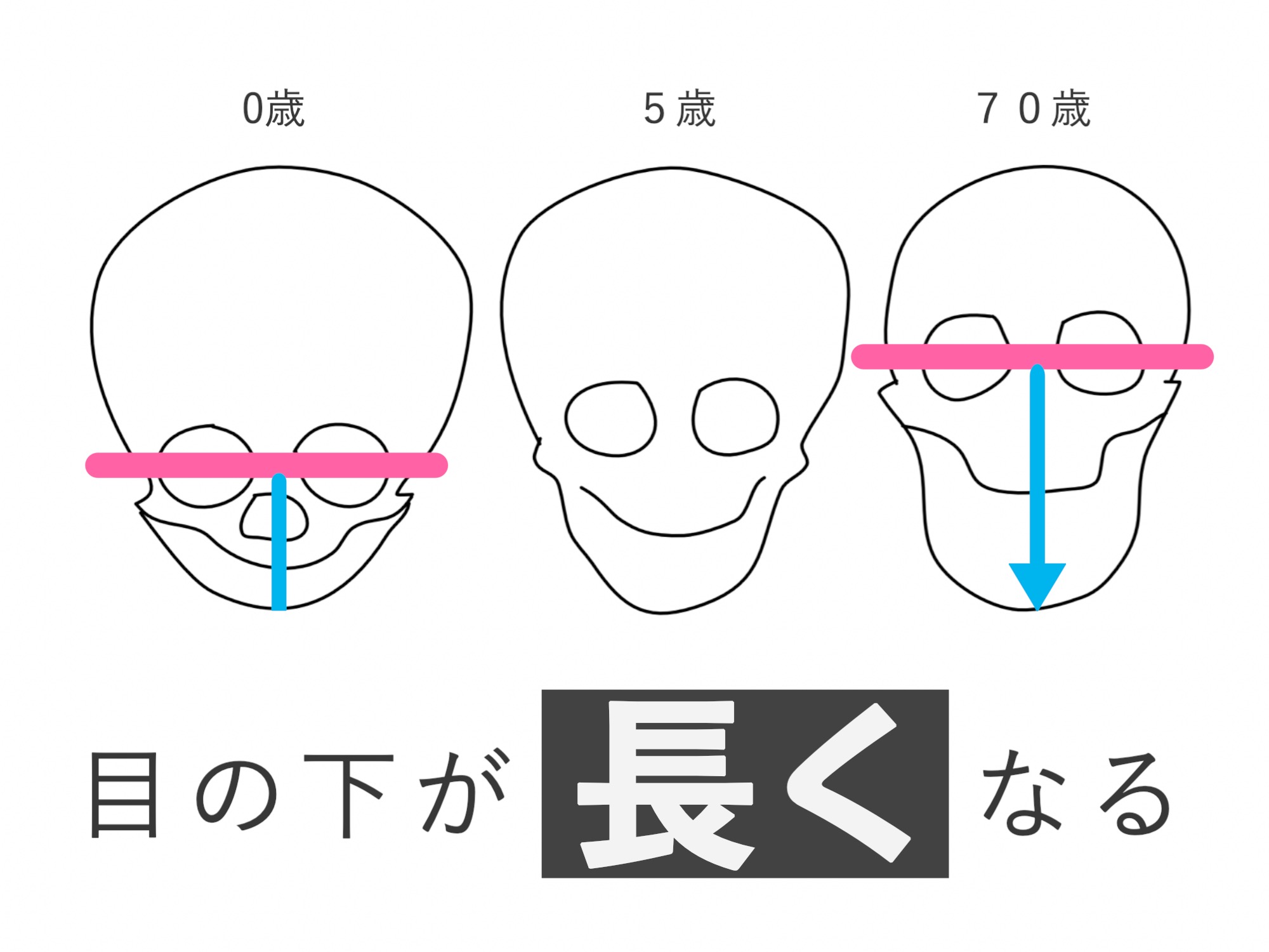 頭蓋骨の変化